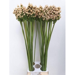 ALLIUM OV