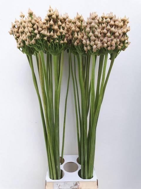 <h4>ALLIUM OV</h4>