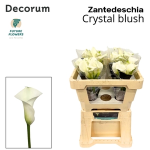 ZANT CRYSTAL BLUSH
