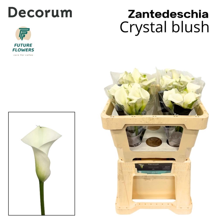 <h4>ZANT CRYSTAL BLUSH</h4>