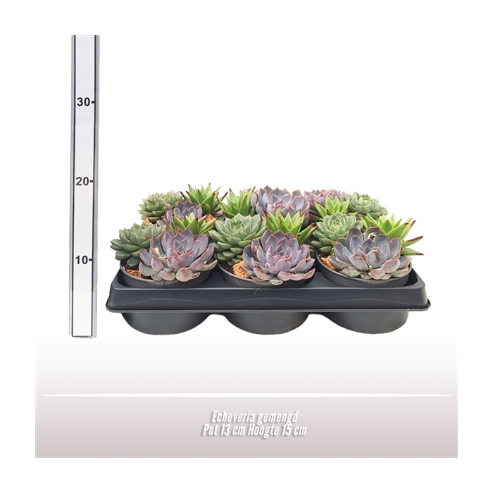 <h4>Echeveria 3 soorten per pot</h4>