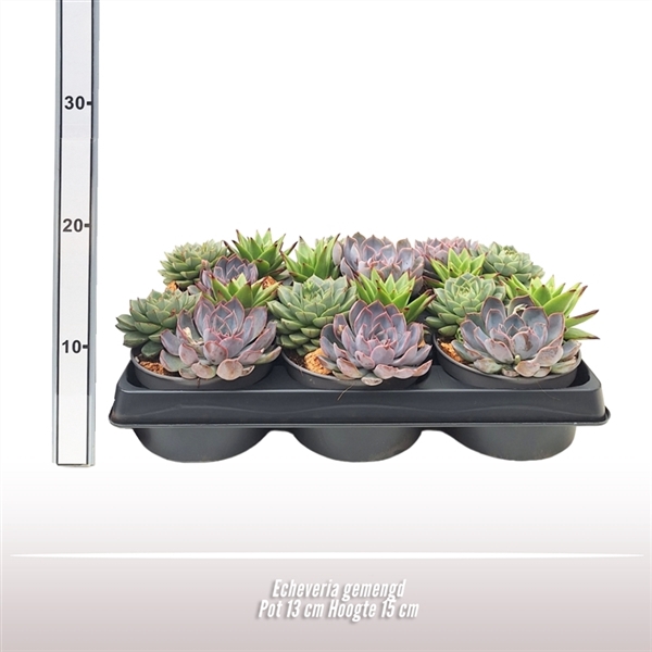 Echeveria 3 soorten per pot