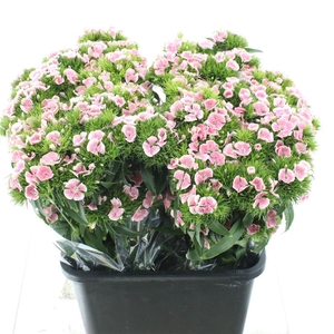 Di Barb Kiwi Polka Splash