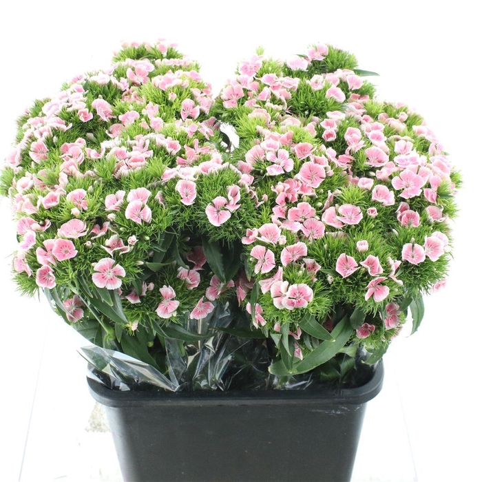 <h4>Di Barb Kiwi Polka Splash</h4>