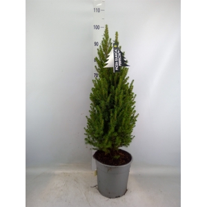 Picea glauca 'Perfecta'