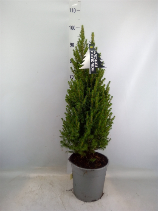 <h4>Picea glauca 'Perfecta'</h4>