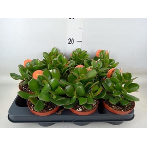 Crassula ovata 'Sunset'