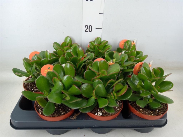 <h4>Crassula ovata 'Sunset'</h4>