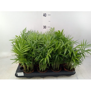 Chamaedorea elegans