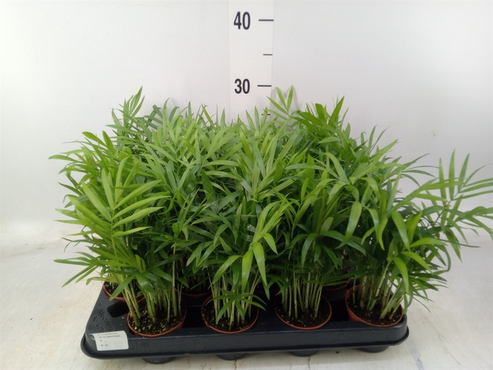 <h4>Chamaedorea elegans</h4>