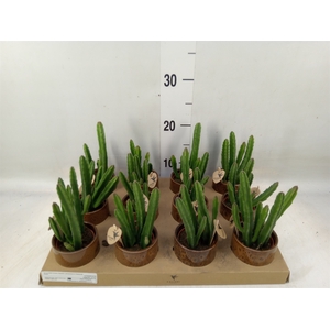 Stapelia leendertziae