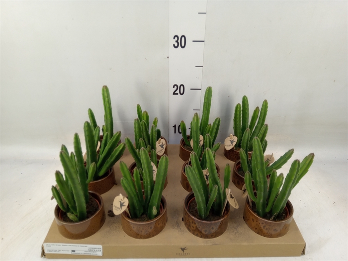 <h4>Stapelia leendertziae</h4>