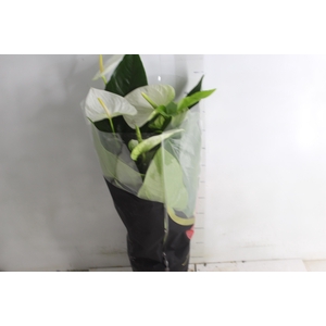 ANTHURIUM ALASKA P17 PREMIUM