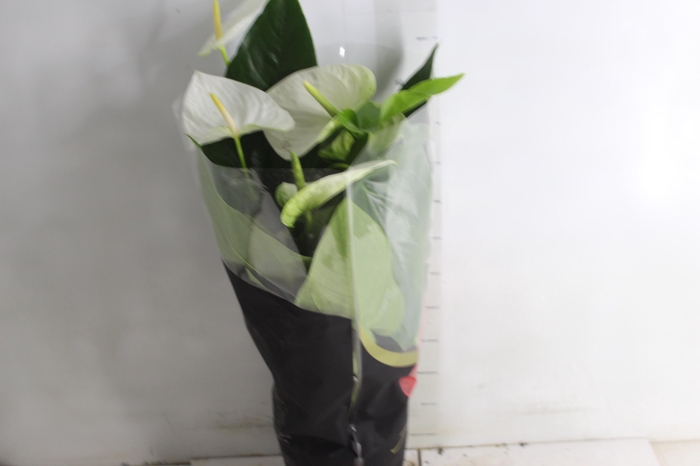 <h4>ANTHURIUM ALASKA P17 PREMIUM</h4>