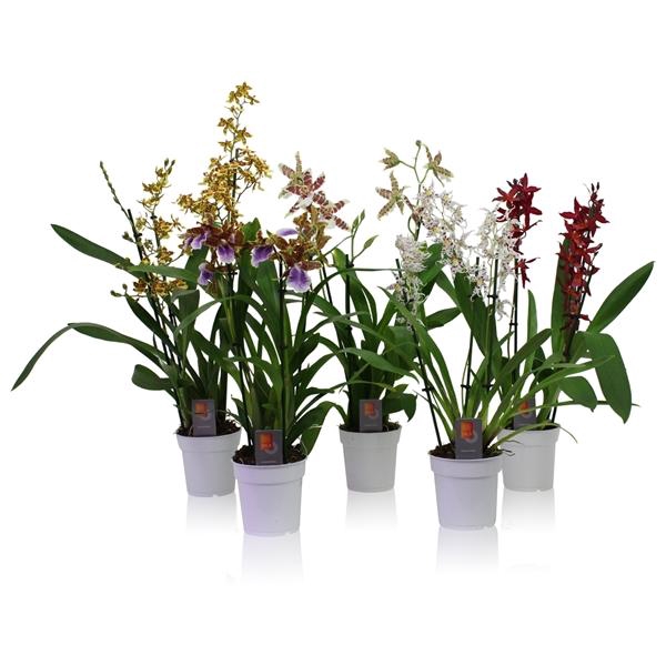 <h4>Inca Cambria mix 3 spike</h4>