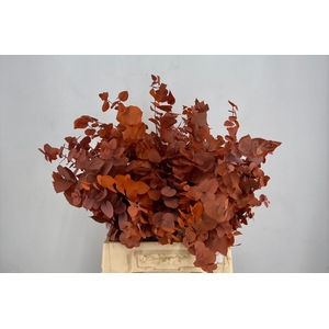 Euc. Stuart Preserved Oranje Short