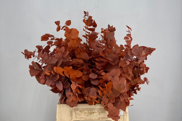 <h4>Euc. Stuart Preserved Oranje Short</h4>