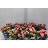 KALANCHOE DOBRADO P11