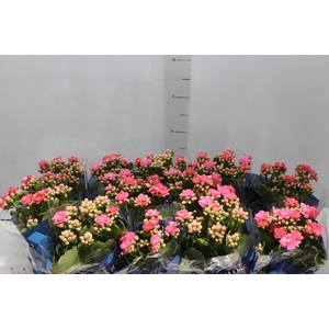 KALANCHOE DOBRADO P11