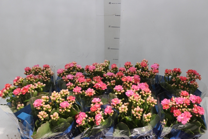 <h4>KALANCHOE DOBRADO P11</h4>