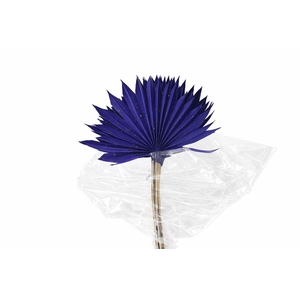 Dried Palm Sun 6pc Dark Blue Bunch