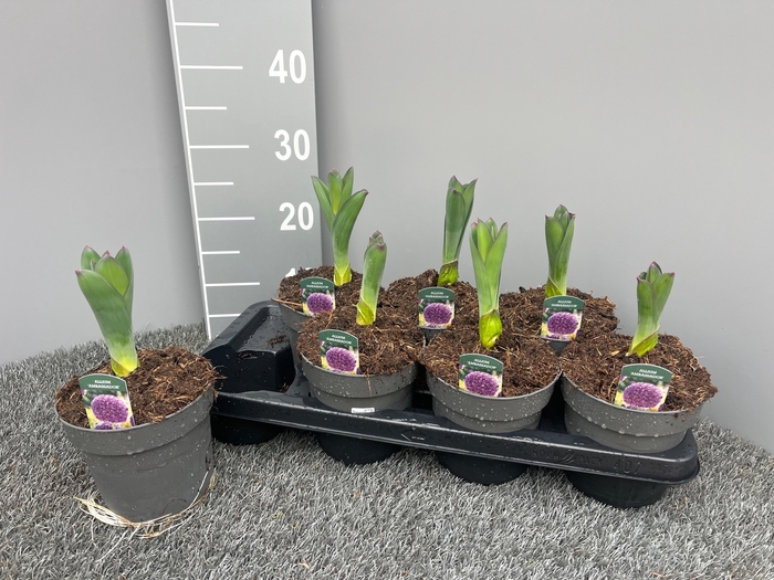 <h4>ALLI GIGANTEUM</h4>