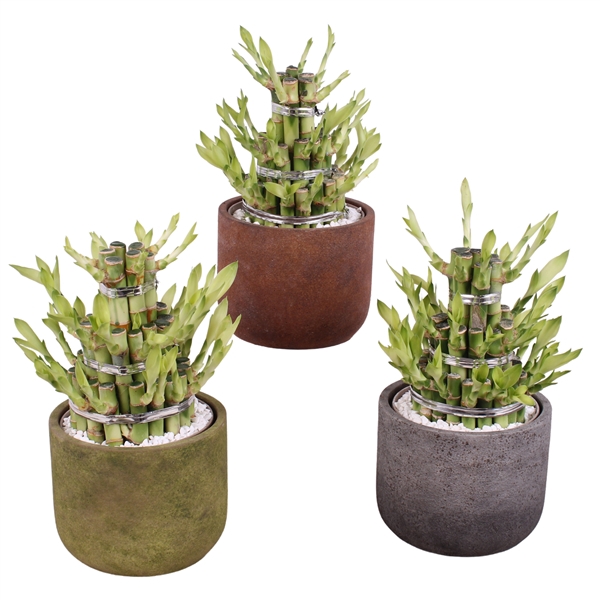 <h4>Lucky Bamboo Shape Round 3B Ø15cm Ceramic NT467</h4>