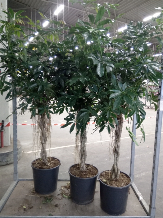 <h4>Schefflera arbor. 'Compacta'</h4>