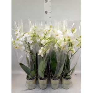 Phalaenopsis   ...mix