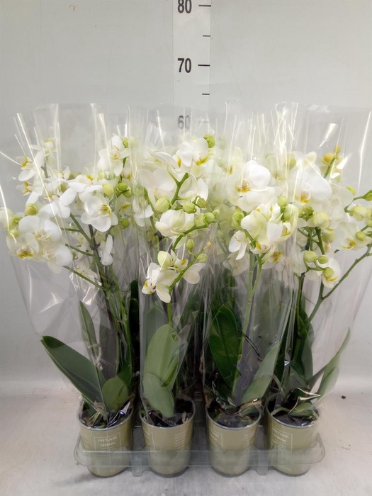 <h4>Phalaenopsis   ...mix</h4>