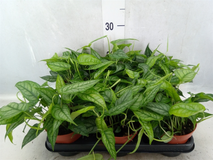 <h4>Monstera siltepecana</h4>