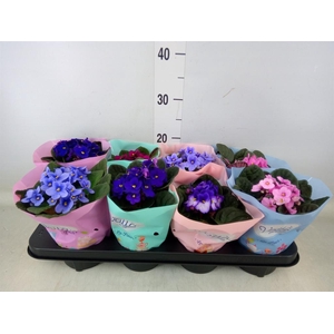 Saintpaulia   ...mix