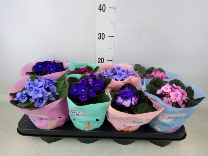 <h4>Saintpaulia   ...mix</h4>