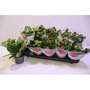 arr8 Kalan En Bl Gem 6 Kl