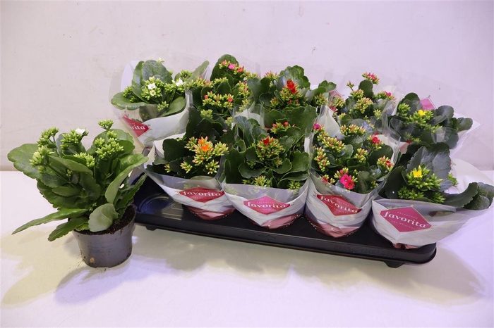 <h4>arr8 Kalan En Bl Gem 6 Kl</h4>