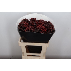 Brassica (fr) Wx Aubergine