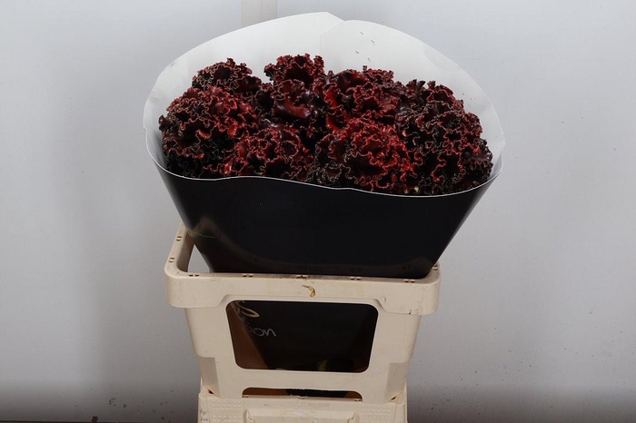 <h4>Brassica (fr) Wx Aubergine</h4>