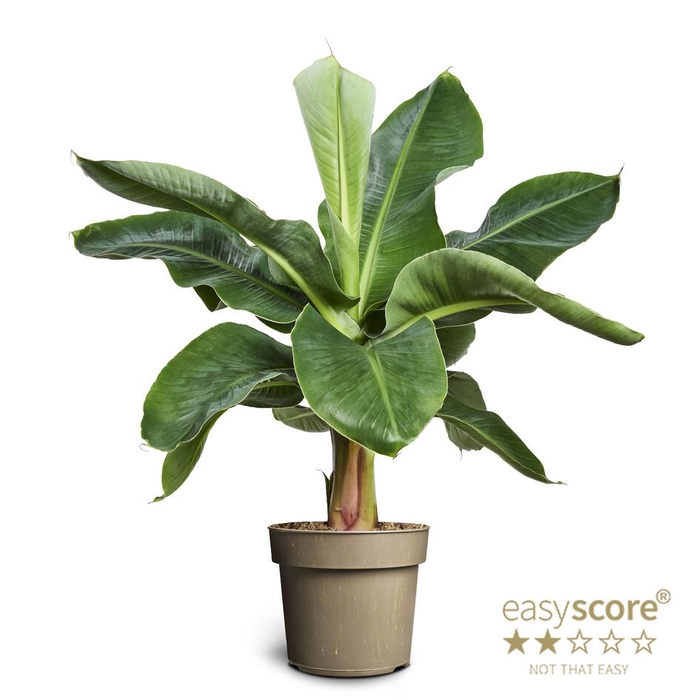 <h4>MUSA ACUMINATA P17</h4>