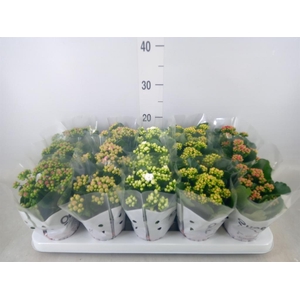 Kalanchoe blos.   ..rosebud mix  5