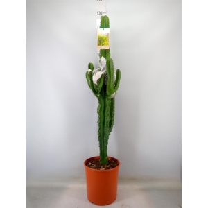 Euphorbia acrurensis