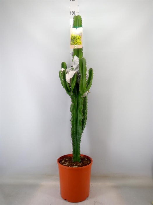 <h4>Euphorbia acrurensis</h4>