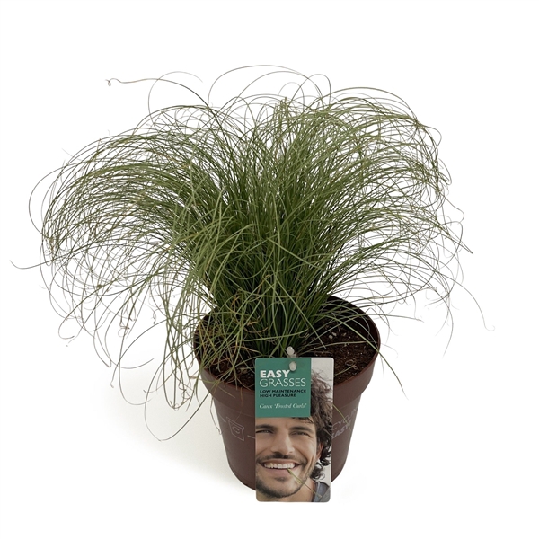 <h4>Carex comans Frosted Curls</h4>