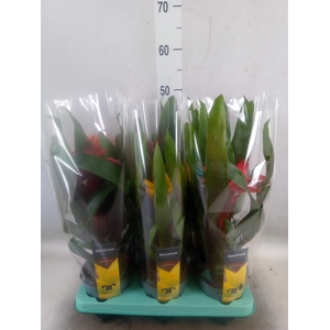 Guzmania   ...mix