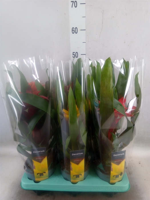 <h4>Guzmania   ...mix</h4>