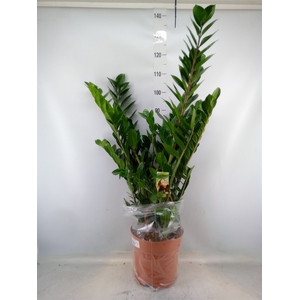 Zamioculcas zamiifolia