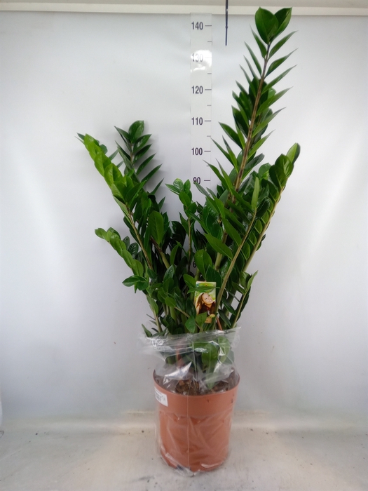 <h4>Zamioculcas zamiifolia</h4>