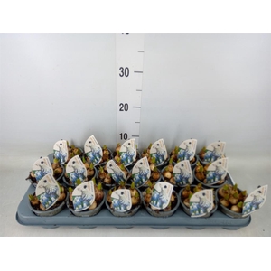 Muscari  'Mountain Lady'