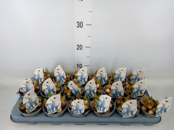 <h4>Muscari  'Mountain Lady'</h4>