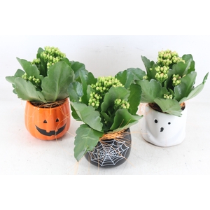 arr2 JS - Ker. halloween mix x12 kal.