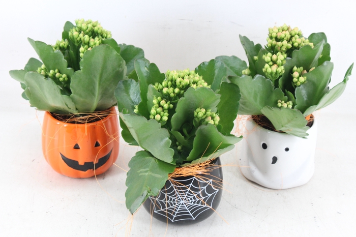 <h4>arr2 JS - Ker. halloween mix x12 kal.</h4>